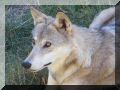 loups02.JPG
